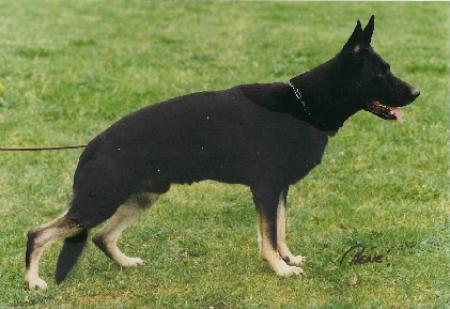 VM, DM Satoris Jasko