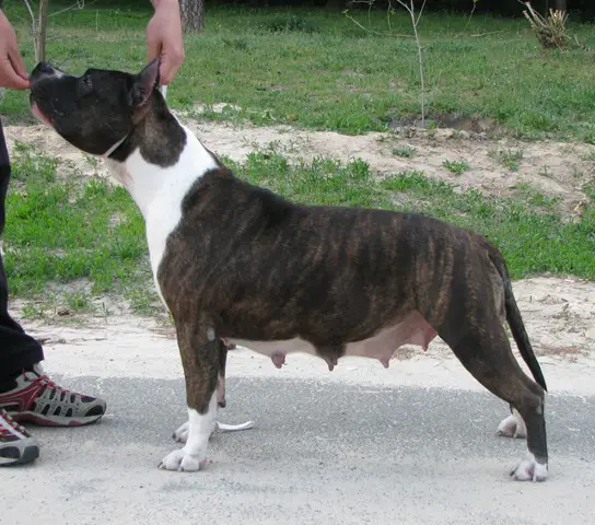 2 X CAC UA Suzy Star Dog Saliba's