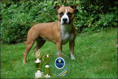 DKCH,VDH/DCBT CH Courtney Love from Pandoras Box