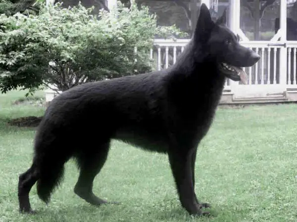 Zorro vom Schaferliesel