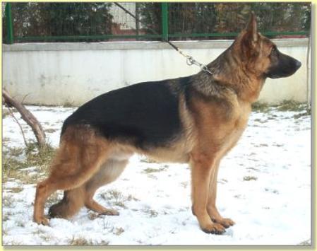 SG 1 ( RO ) York de Amalaberg