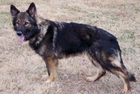 Quira von den jungen Hansen