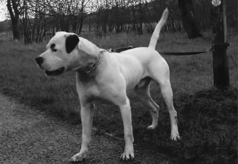 OTAC's Worren Leader (Bailiff)