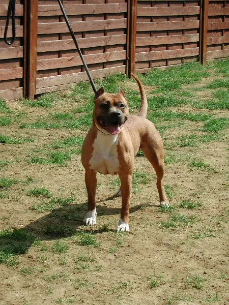 Sandy sierra fire of steph's