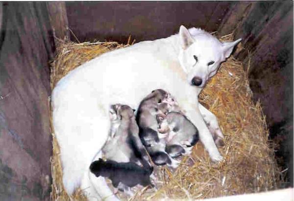 CLARIN Kysucká hviezda SK