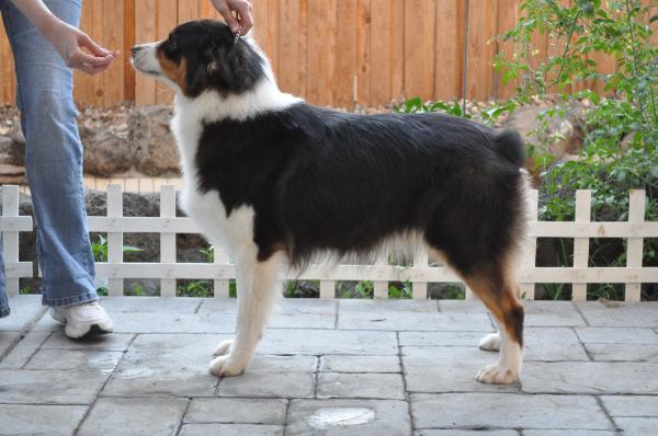 UKC CH Dovehawk's Yard Long Margarita