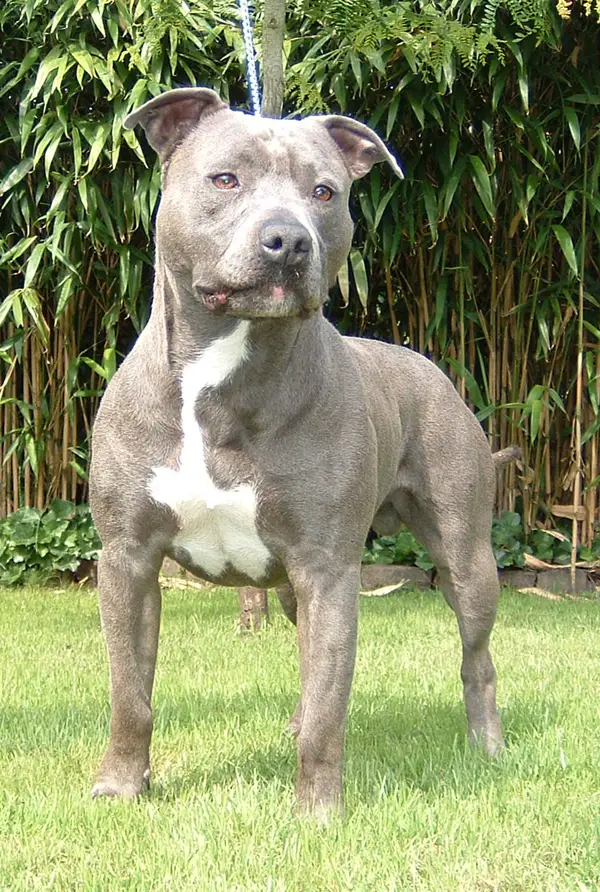 Xandros of Nice Pharamunds