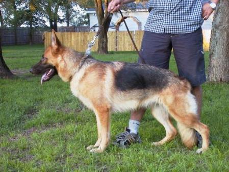 SG6 Dasha Vom Kolenda