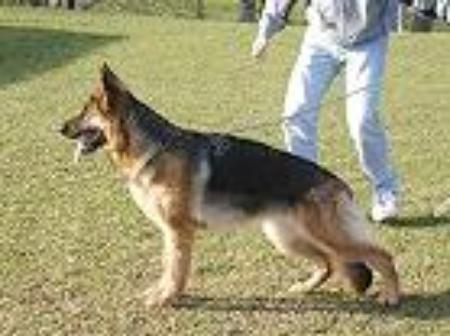 EX (AUS) Whoopi vom Arminius