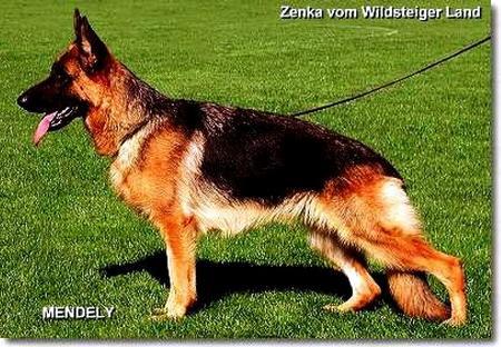 2XVA1(PK) Zenka vom Wildsteiger Land