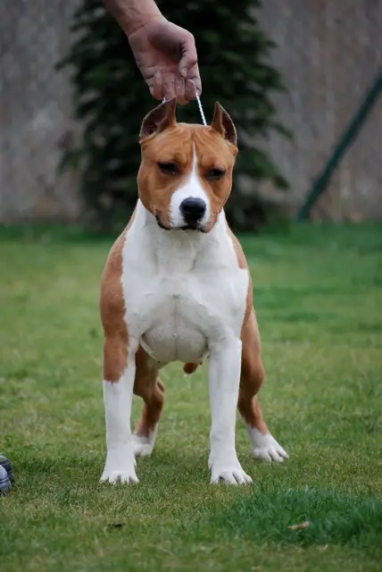 JOY OF LIVE Diva Sting