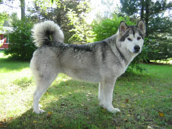 FIN CH Nanook Spirit Let's Have Fun