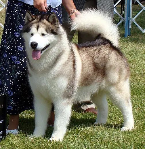 Sno Ridges Can U Hear Me Now