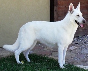 Angelic's Lucky Charm of Eclipse