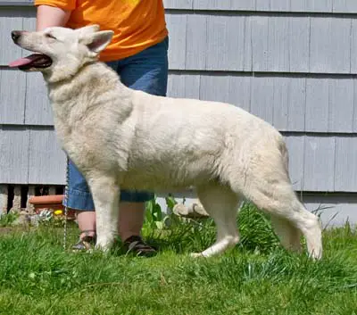 Ve-Lin's Migirl Lakota