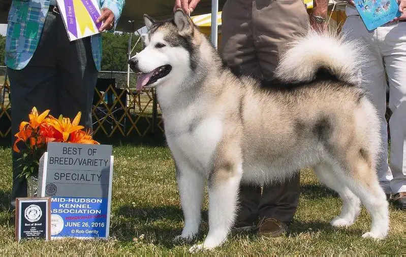 BISS GCH CH Banshee's American Adventurer