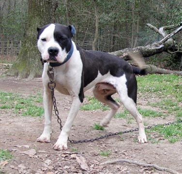 Stout's Sling Blade Junior