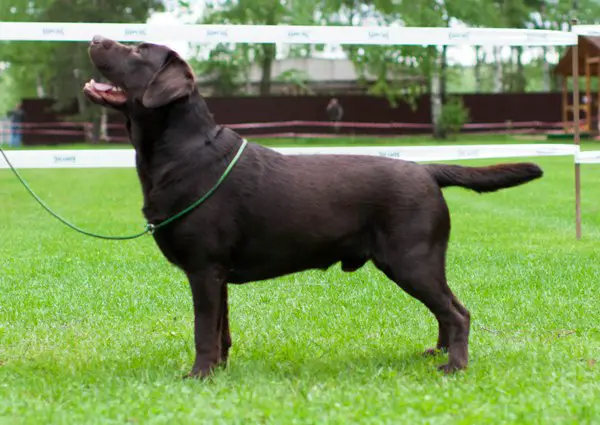 GRAND CH RUS, RKF Ens Lumens Park Avenue