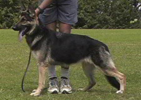 Diamond vom Younghaus