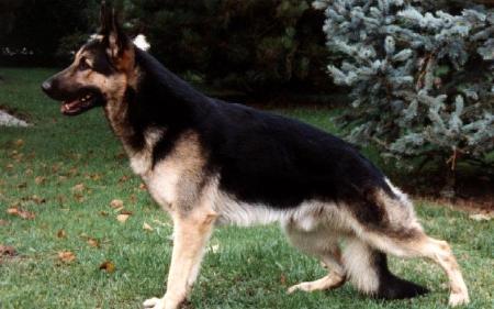 FRCH Enouk du Val des Hurles Vent