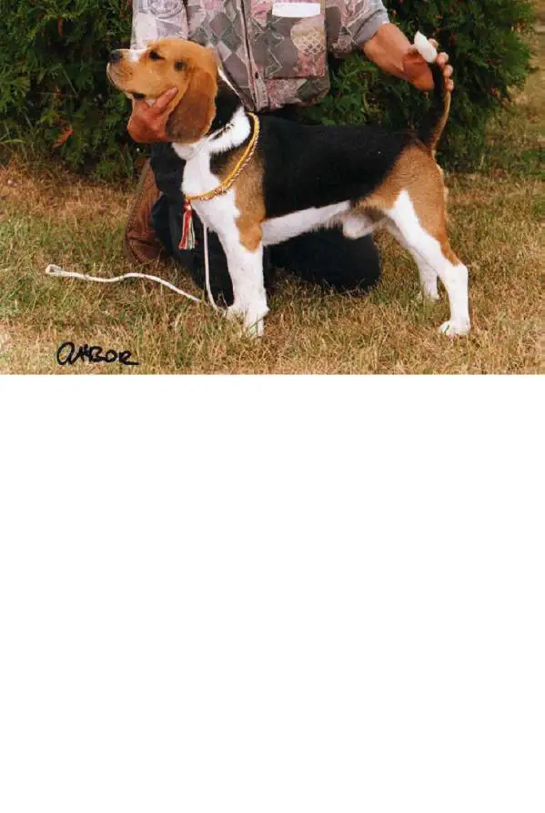 INTCH Gold Line's Proud Pioneer