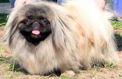 Elitain Diana Queen's Pearl