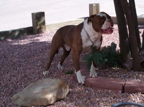 Fierro Bullies Coco Man of JK Kennelz