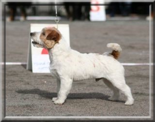 Knottelliten'S Reggae Gold'S Rasta