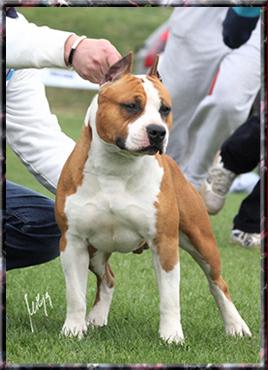 BIS.BISS.CH. Golden Rock Kick Power