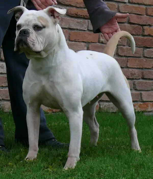 White Bull's Diva of Demoniac Team