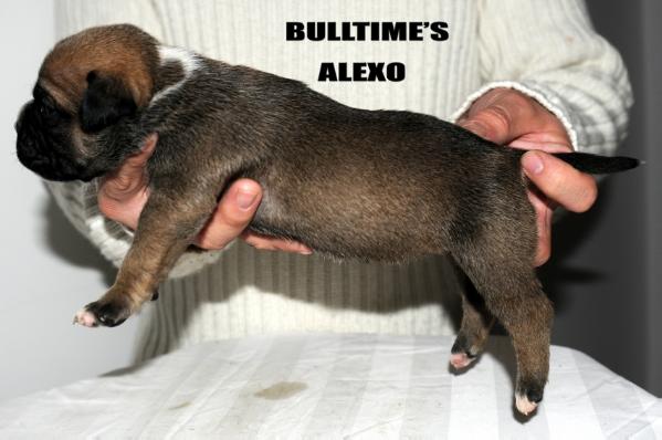 Bulltime'S Alexo