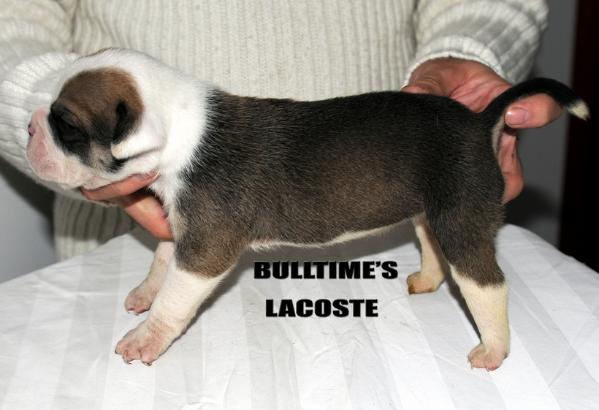 Bulltime'S Lacoste