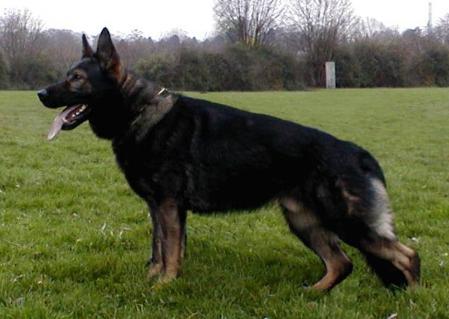 V Devil vom alten Wingertshaus