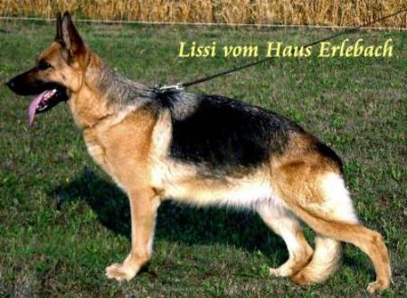 V (LGZS) Lissi vom Haus Erlebach