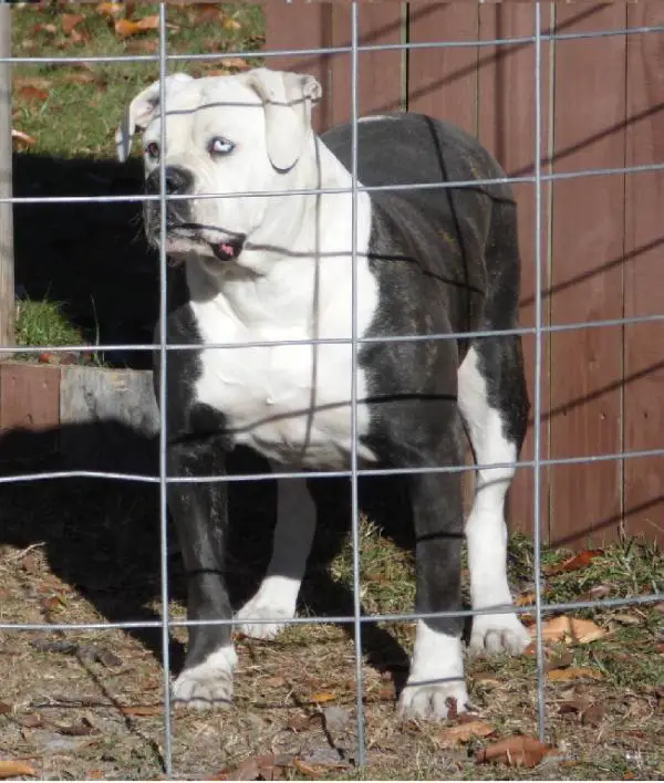 Calver's Roxy of IBK