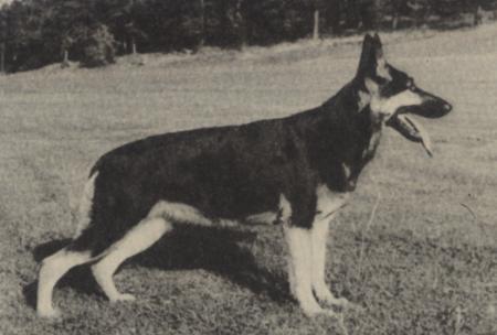 NUCH Zipora S12701/58