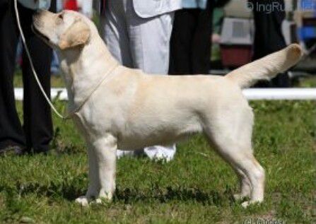 Rus Ch ,Club Ch, American Dream For Lab'SPb