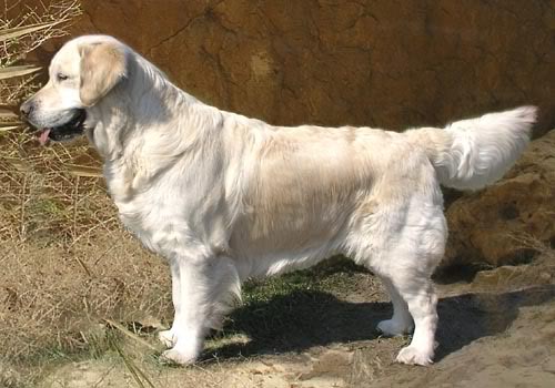MULTICHAMPION Skandi Sanraiz Wizardy