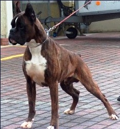 CONDOR DEL COLLE DELL´INFINITO