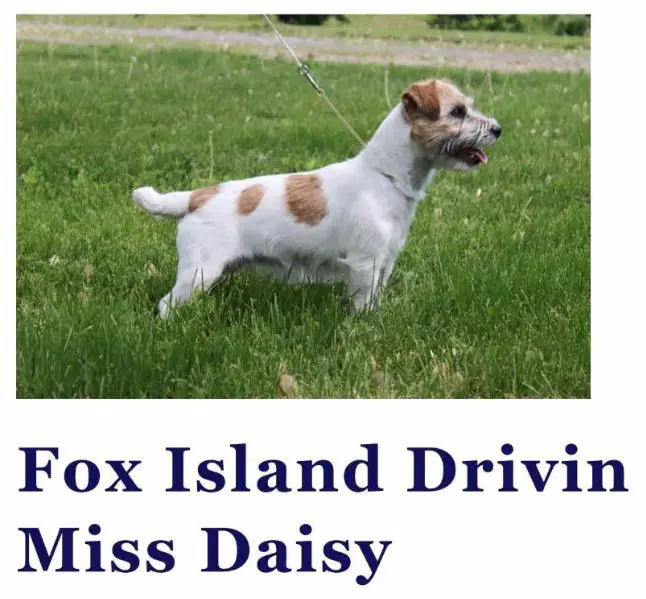 Fox Island Driving Miss Daisy