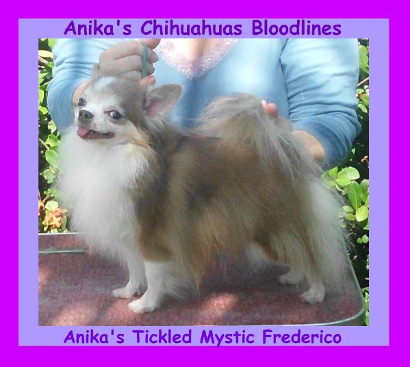 Anika's Tickld-Mystic Frederico