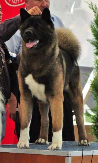 INT'L/MK/CY/MNE/GE CH, MLD/GE/MK/BG JCH Clonroot That's My Boy At Melodor