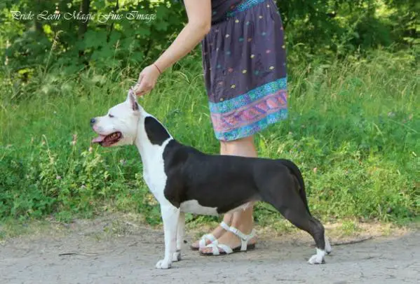 JCH RUS, CH RUS,RKF,UKR,СLUB, CACIB Pride Leon Magic Fine Image