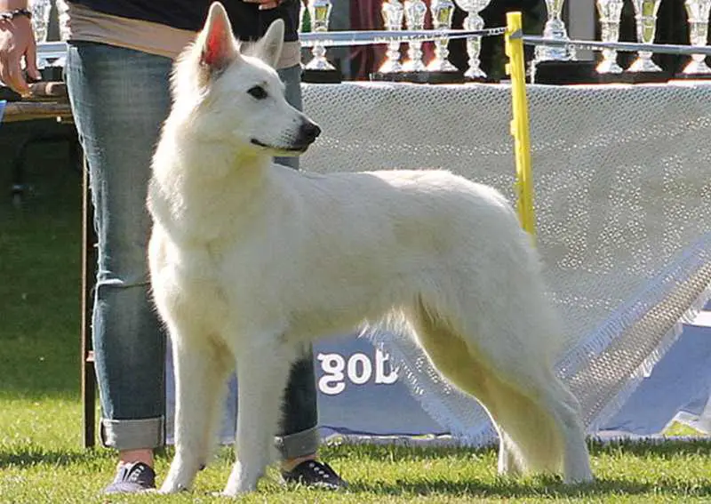 Awall-e vom Krumbacher Forst