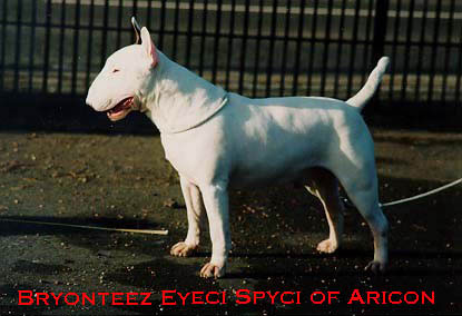 CH Byronteez Eyeci Spyci Of Aricon