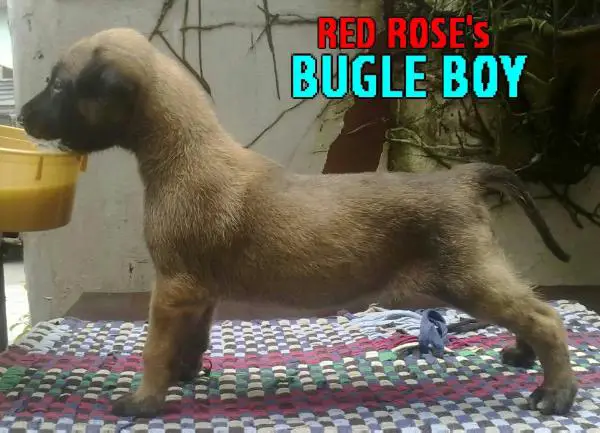 Red Rose's Bugle Boy