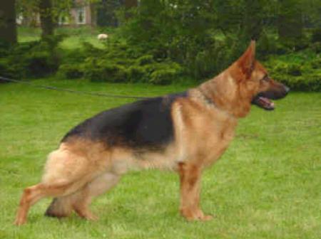 V30 Bernhard Petro v.d. Salweide