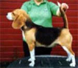 Daragoj Madam Butterfly