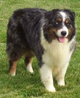 CH Calais Twist of Blue