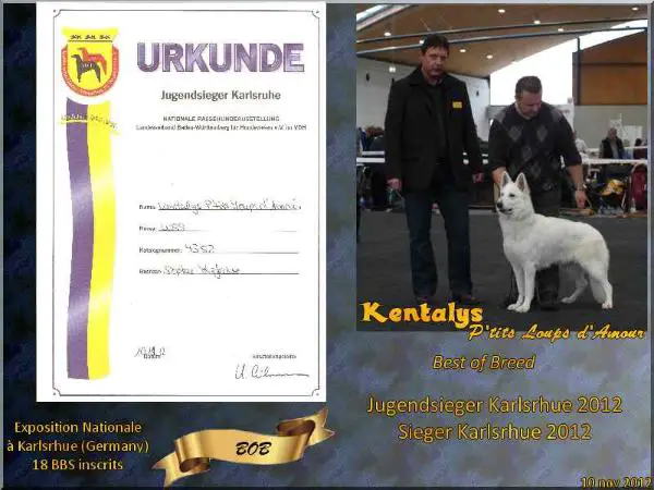 CH Allemagne VDH , CH Belgique Kentalys P'tits Loups d'Amour